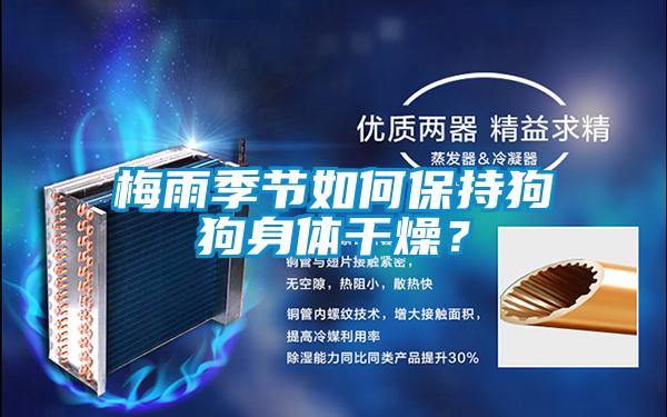 梅雨季節(jié)如何保持狗狗身體干燥?